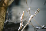 雪を付けたシナアブラギリの枝