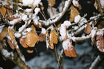 雪が積もったマンサクの枯葉