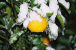 雪を被った橙