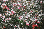 風雪に映える冬の花サザンカ