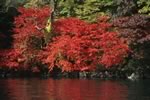 中禅寺湖畔の紅葉
