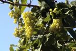 オアシスで栽培されている葡萄