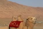 西域の火焔山と駱駝