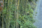 鎌倉の道で癒す竹の垣根