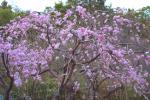 ピンクや紫色に染まる春の 木の花 癒し憩い画像データベース テーマ別おすすめ画像