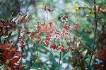 秋を彩るナナカマドの枯葉と赤い実