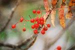 弥陀ヶ原の秋を告げるのナナカマドの黄葉と赤い実
