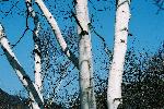 晩秋の青空に浮かぶ白樺の幹