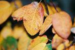 秋に色づくジューンベリーの黄葉