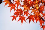 晩秋の澄んだ青空に一層映えるモミジの紅葉
