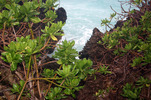 南国の島で珊瑚の岩に生える緑の木々