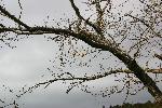 桜の木立とキカラスウリの実