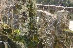 苔むす桜の木肌と同化する石橋の石組み