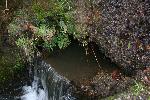 岩壁の洞より流れる水