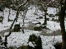 春雪を身にまとった光明禅寺の裏庭