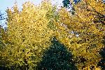 晩秋の黄葉盛りのイチョウ並木