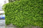 レンガ壁を這うツタの緑葉