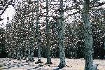 冬のプラタナス並木