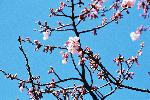 冬の青空の下、開花し始めた寒桜