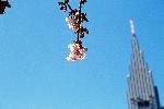 冬の青空に映える寒桜と高層ビル