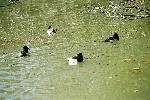 冬の池で憩う鳥たち