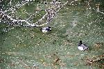 枯れ落ち葉を浮かべた池で休む鳥