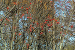秋の八甲田山系の落葉した森、ひときわ目に付くナナカマドの赤い実