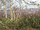 秋、八甲田山系の麓の高原、落葉した樹木の根本で緑を保つクマザサ