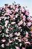 たくさんの花をつけた山茶花の木