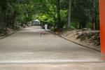 奈良、手向山八幡宮の参道を渡る鹿