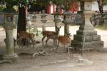 奈良、手向山八幡宮近くで集う鹿たち