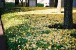 緑の植垣の上に積もるイチョウの落ち葉