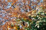 トチノキの黄葉、枯葉が彩る秋模様