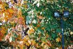 街路樹としてのトチノキの秋模様