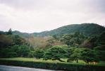 緑に包まれる低い丘と、松の庭園