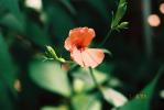 フシグロセンノウの橙色の花