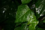 銀座の街角で、梅雨の水滴に濡れるツタの葉