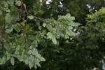 梅雨に濡れるセンベルセコイアの葉
