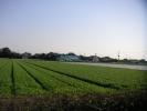 筑後平野の青い麦畑
