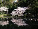 池泉回遊式庭園の水面に映る、満開のサクラ