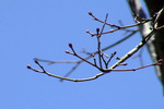 青空の中、芽吹きを待つモミジの枝
