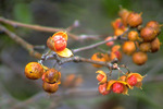 ツルウメモドキの赤い実と種子