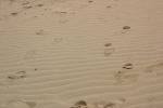 鳥取砂丘、砂の風紋と足跡