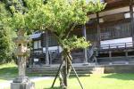鳥取、観音院の梅の古木
