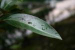 雨滴とサンゴジュの葉