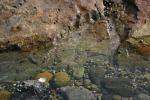 引き潮で岩の間に溜まった海水と貝類