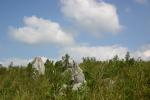 カルスト台地の石灰岩、草原と秋の白雲