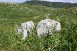カルスト台地に散在する白い石灰岩柱（ラピエ）