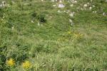カルスト台地での凹地（ドリーネ）を覆う野草
