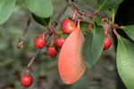秋のモッコク「紅葉と赤い実」